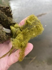 Hydrodictyon reticulatum