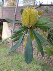 Banksia integrifolia