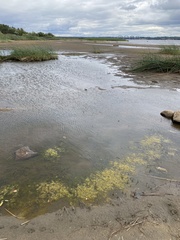 Hydrodictyon reticulatum