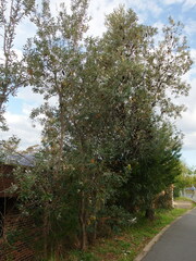 Banksia integrifolia