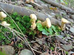 Cantharellus cibarius