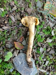 Cantharellus cibarius