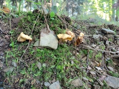 Cantharellus cibarius