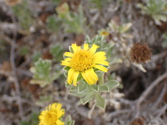 Asteriscus intermedius image