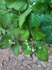 Cornus drummondii