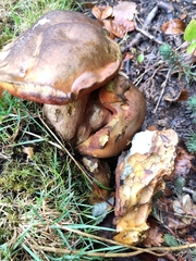 Suillellus luridus