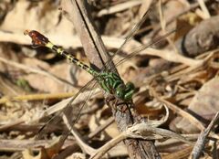 Paragomphus elpidius