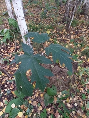 Heracleum dissectum