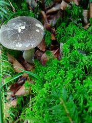 Leccinum variicolor