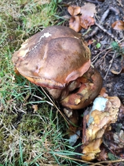 Suillellus luridus