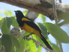 Icterus prosthemelas