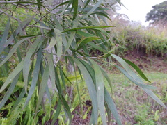 Acacia maidenii