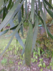 Acacia maidenii