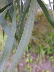Acacia maidenii