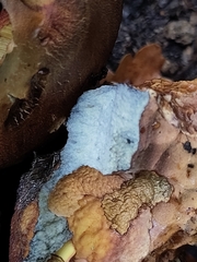 Suillellus luridus
