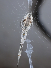 Uloborus walckenaerius