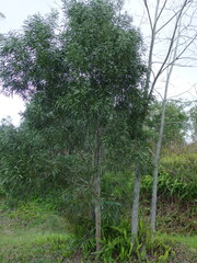 Acacia maidenii