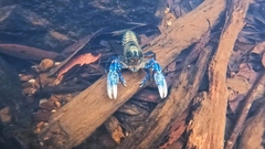 Euastacus sulcatus