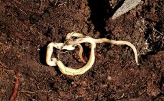 Fletchamia mediolineata