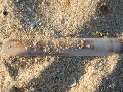 Ensis minor