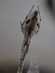 Uloborus walckenaerius