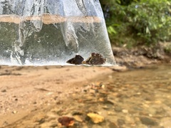 Nandus nebulosus