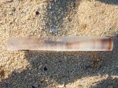 Ensis minor