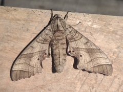 Marumba dyras