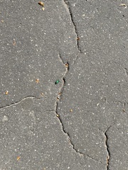 Cicindela sexguttata