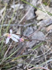 Caladenia alata