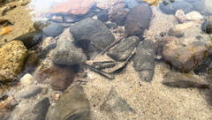 Nandus nebulosus