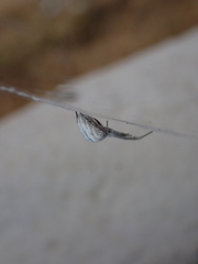 Uloborus walckenaerius