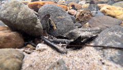 Nandus nebulosus
