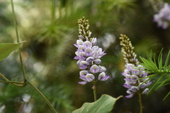 Pueraria montana