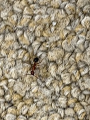 Camponotus floridanus