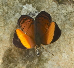 Cirrochroa orissa