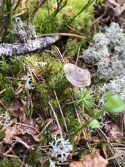 Cantharellula umbonata