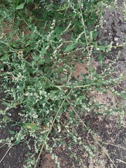 Chenopodium album
