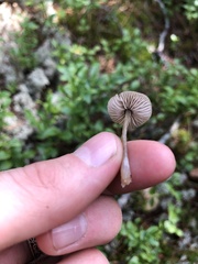 Cantharellula umbonata