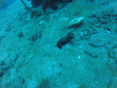 Odontodactylus scyllarus