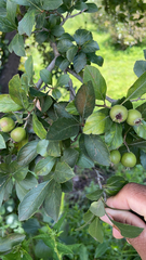 Crataegus mexicana
