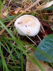 Agrocybe molesta