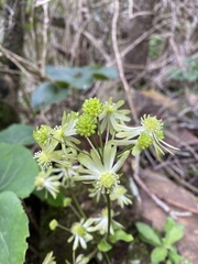 Knowltonia vesicatoria