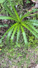 Eryngium proteiflorum