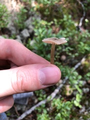 Cantharellula umbonata