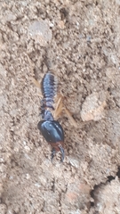 Macrotermes carbonarius