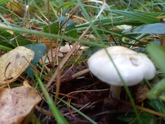 Agrocybe molesta
