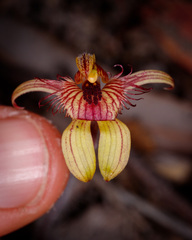 Caladenia discoidea