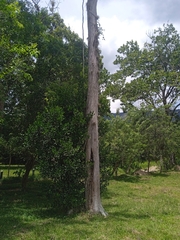 Cedrela fissilis