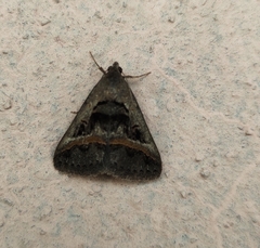 Acantholipes